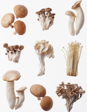 吃蘑菇有什么好处？蘑菇的营养价值