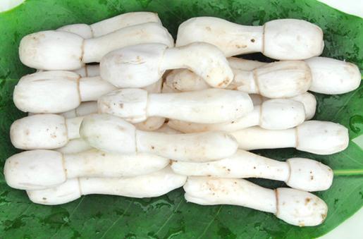 鸡腿菇的营养价值-鸡腿菇的功效与作用