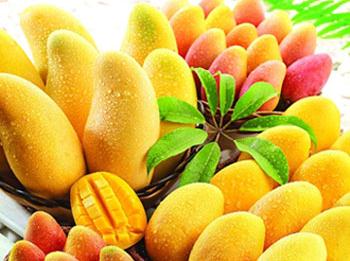 芒果的功效与作用-芒果的营养价值