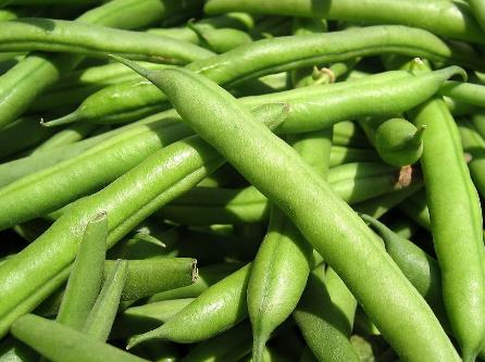 四季豆的营养价值-四季豆的功效与作用
