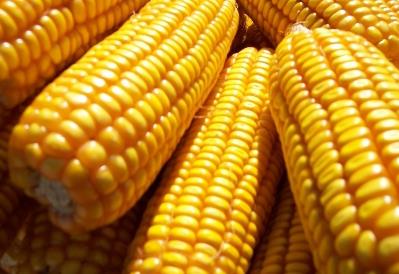 秋季多吃玉米有什么好处？玉米的功效与作用