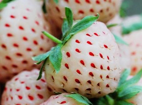 菠萝莓的营养价值、功效与作用、食用禁忌