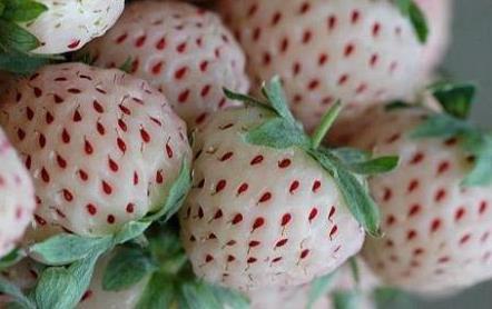 菠萝莓的营养价值-菠萝莓的功效与作用