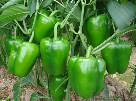 青椒的营养价值-青椒的功效与作用