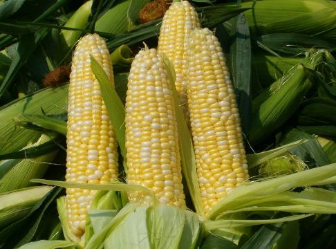 玉米的营养价值-玉米的功效与作用