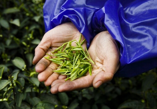 茶叶的种类-哪些茶叶属于绿茶？