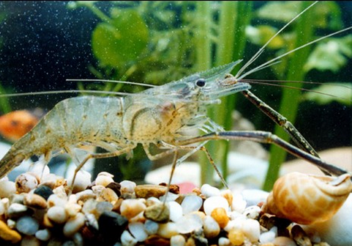 脊尾白虾的好处-脊尾白虾的营养价值