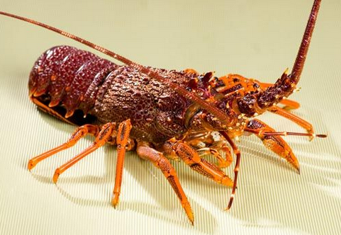 食用澳洲龙虾的注意事项-澳洲龙虾的营养价值