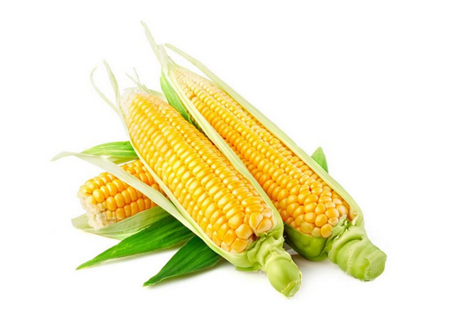 水果玉米的营养价值-水果玉米的种植技术