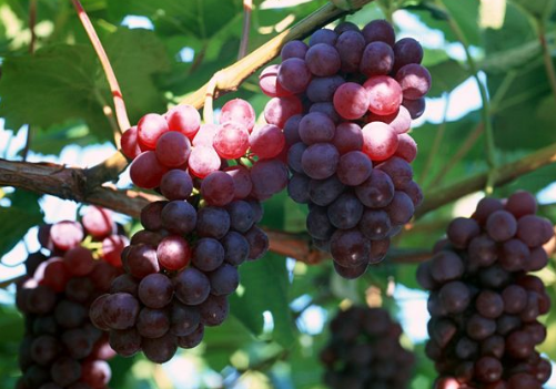 山葡萄的种植技术-山葡萄的功效与作用