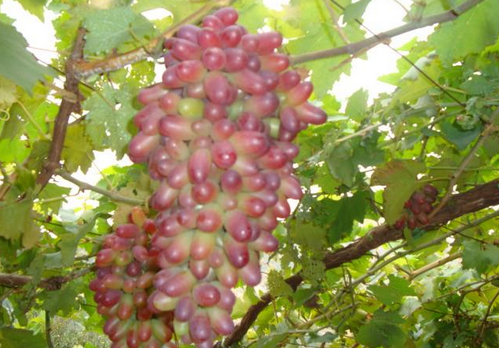 红乳葡萄的种植技术-红乳葡萄的功效与作用