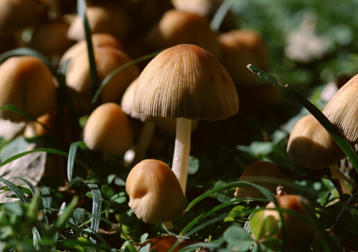 蘑菇味增汤的功效-健康身体从肠道开始