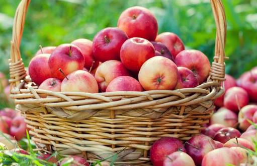 苹果吃法不同营养增加三成 每日一苹果医生远离你