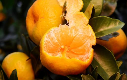 柑橘的营养及药用价值 挑选甜甜柑橘的方法