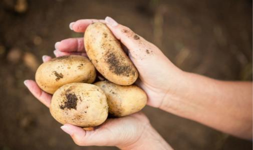 常吃土豆养颜美容抗衰老 土豆代替主食居然能减肥
