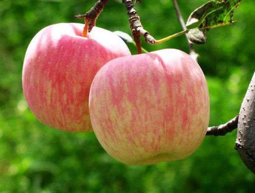 苹果竟是最肮脏的水果？怎么吃苹果才健康？