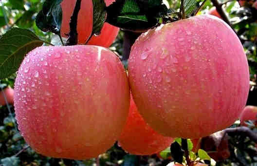 常吃苹果的六大好处 美容养颜降血脂