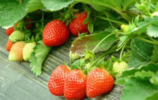 草莓农药残留超标如何吃草莓？