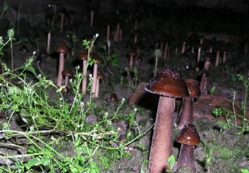 长根菇的做法-长根菇的种植技术
