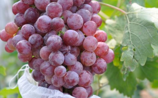 葡萄营养价值高 葡萄搭配其它水果做成果汁风味独特 