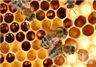 蜂胶的功效和作用  蜂胶的十大功效与作用禁忌