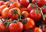 西红柿的功效与作用  西红柿的功效与作用