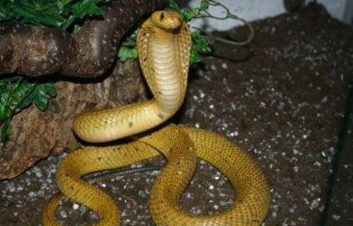 非洲十大毒蛇排行榜  十大毒蛇排行榜前十
