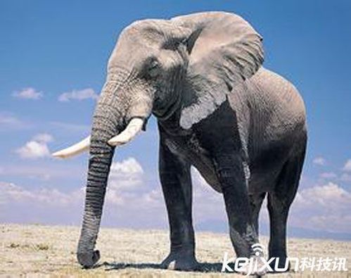 十大最强动物之一：大象  最强动物排名前十