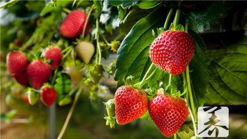 草莓的营养价值 蒸草莓的营养价值及功效与作用