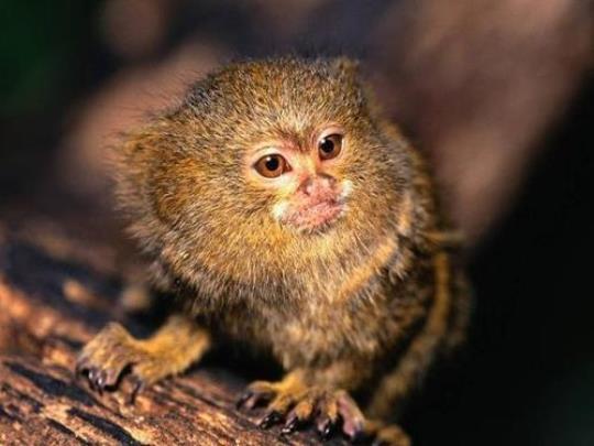 世界上最小的猴子体重大约有220克大约几只这样的猴子  世界最小猴子智商