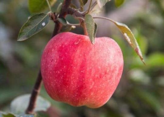 吃秋里蒙苹果上火吗？秋里蒙苹果的营养价值有哪些