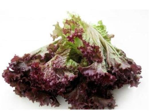 吃紫叶生菜上火吗？紫叶生菜的营养价值有哪些