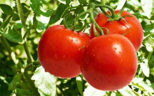 西红柿的营养价值 西红柿这样吃可以抗癌