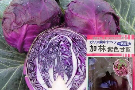 紫色包菜的营养和做法
