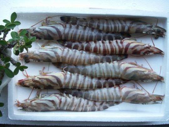 斑节对虾的功效与作用