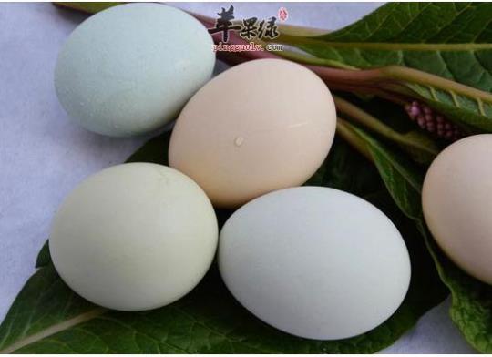 乌骨鸡蛋的营养价值解析