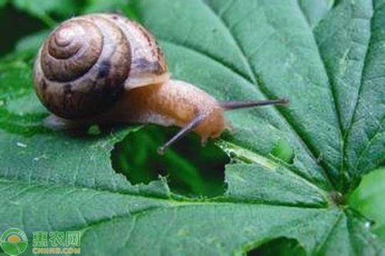 蜗牛的营养价值有哪些