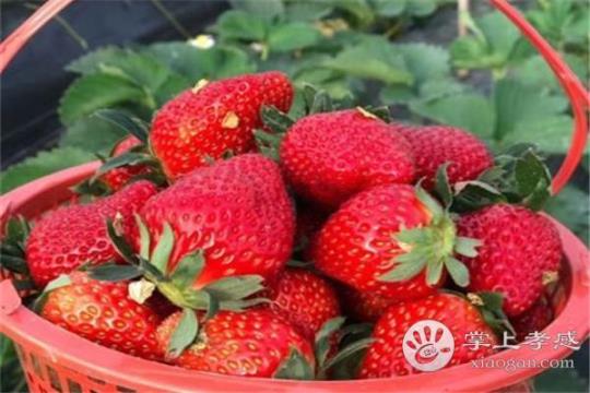 奶油草莓的营养价值是什么呢？