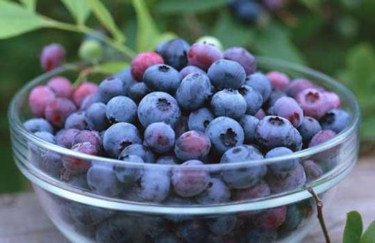 蓝莓果的功效与作用是什么