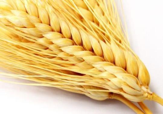 小麦面的营养价值有哪些