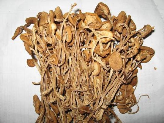 干茶树菇的营养价值高吗