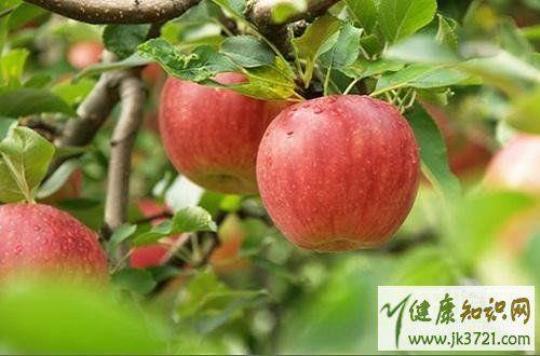 苹果有哪些食疗作用？