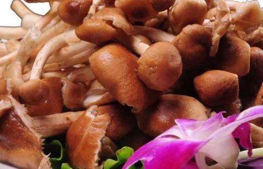 茶树菇有什么营养呢