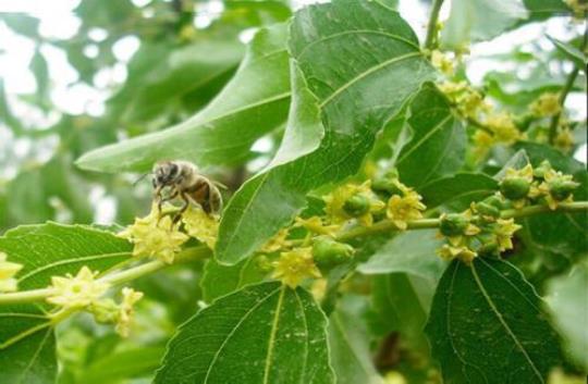 枣花蜂蜜的功效与作用有哪些