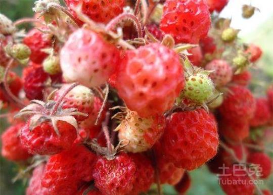 野草莓的营养价值是怎样的