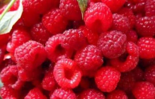 红树莓的药用价值有哪些