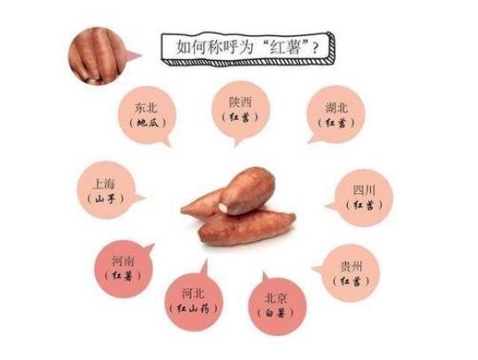 红薯的营养成分表