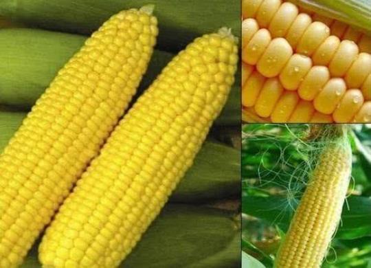 必知的玉米的四个独特营养！