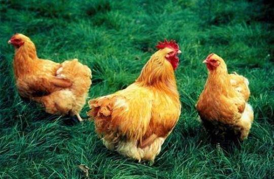 公鸡和母鸡哪个营养价值高？