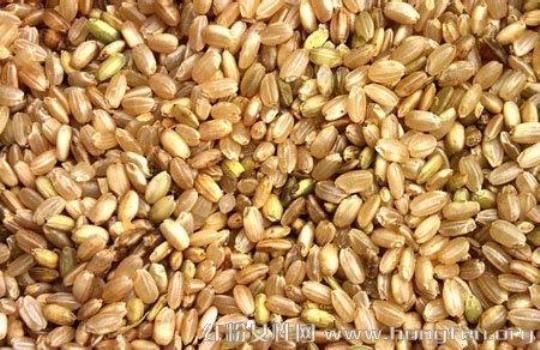 各种米各有所长 盘点6种米的养生功效！